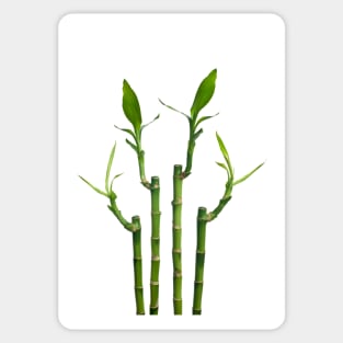 Bamboo Sticker